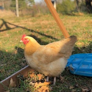 Meet your Posher, Eva